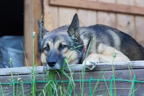 Portrait of a dog Stock Photos