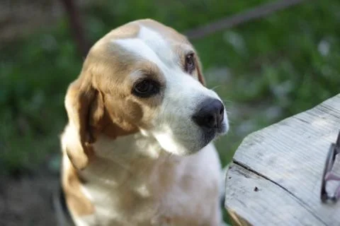 Portrait of a dog Stock Photos