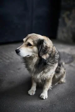 Portrait of the dog. Stock Photos