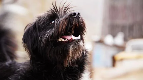 Portrait of a dog Stock Photos