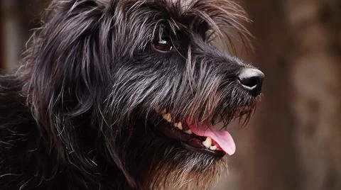 Portrait of a dog Stock Photos