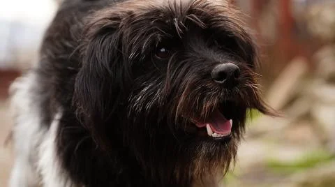 Portrait of a dog Stock Photos