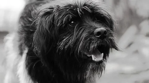 Portrait of a dog Stock Photos