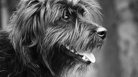 Portrait of a dog Stock Photos