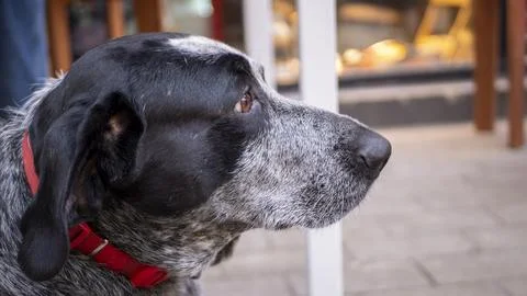 Portrait of a dog Stock Photos