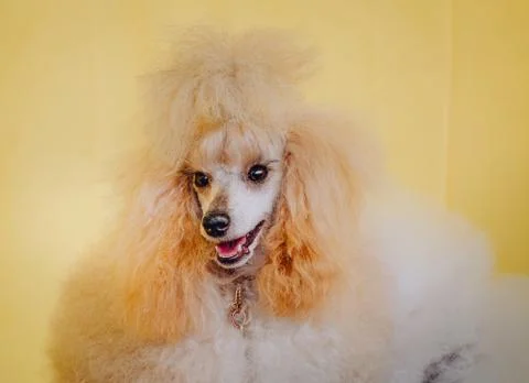 Portrait dog poodle cream postcard dog show Stock Photos
