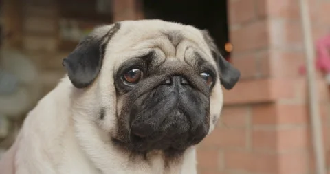 Portrait of dog pug, close-up Stock Footage 146604458