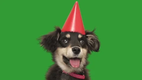 Portrait of a dog in a red hat on a green screen Stock Footage 323452902