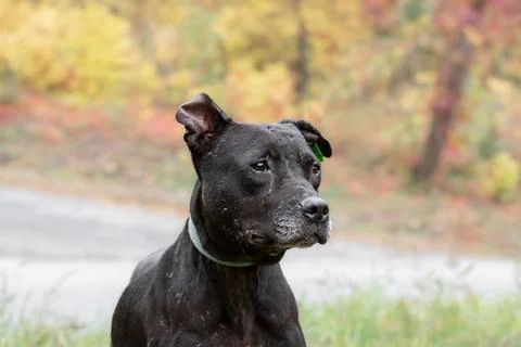 Portrait of a dog with scars on its muzzle. Stock Photos