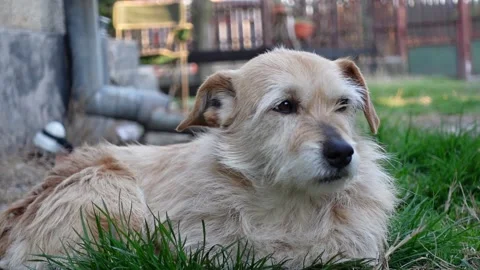 Portrait of a Dog Sitting on Grass Stock Footage 152045625