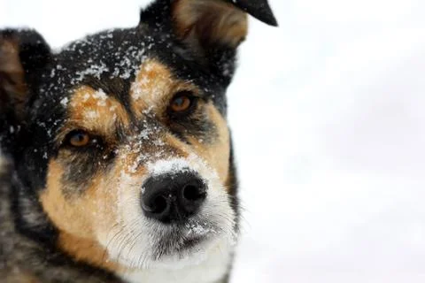 Portrait of dog in snow Stock Photos