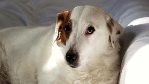 Portrait of a dog in sunlight. Stock Footage 233233181