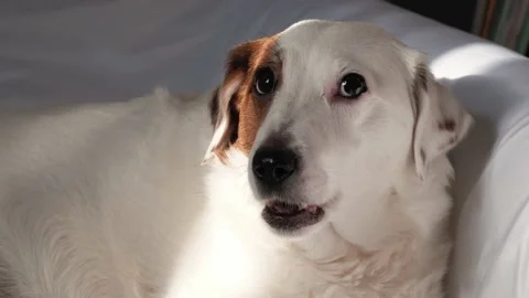 Portrait of a dog in sunlight. Video stock 233233182