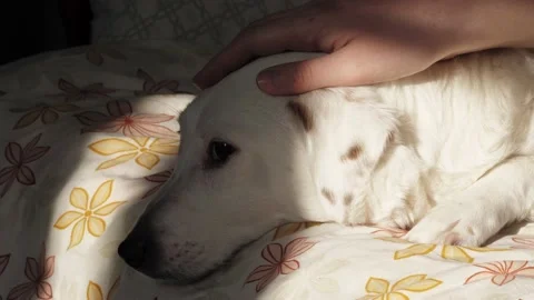Portrait of a dog in sunlight. Stock Footage 233233187