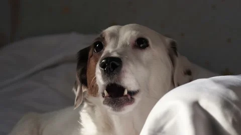 Portrait of a dog in sunlight. Video stock 233233193