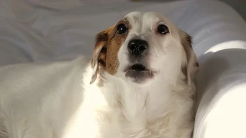 Portrait of a dog in sunlight. Video stock 233233200