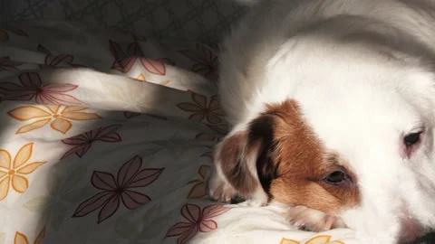 Portrait of a dog in sunlight. Video stock 233233202