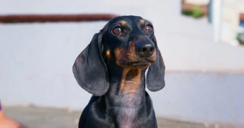 Portrait of dog tiny hungry dachshund puppy pitiful look looks up begging help Stock Footage 224601758