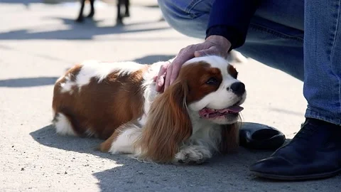Portrait of a dog on a walk 库存影片 204154778