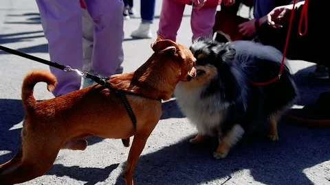 Portrait of a dog on a walk 動画素材 204154805