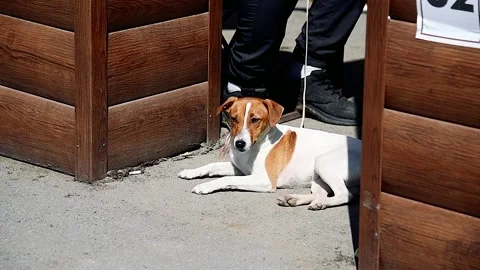Portrait of a dog on a walk Vídeo Stock 205062703