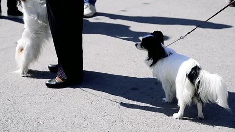 Portrait of a dog on a walk Stock Footage 205062709