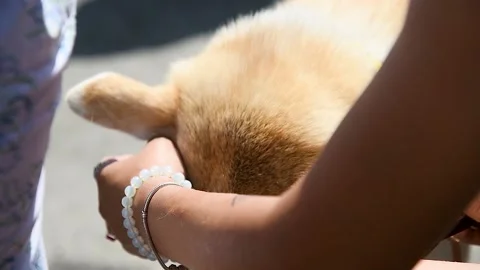 Portrait of a dog on a walk 動画素材 216901914