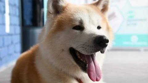 Portrait of a dog on a walk 動画素材 216902126