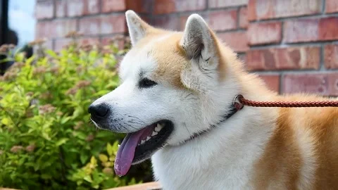 Portrait of a dog on a walk Vídeo Stock 220031535