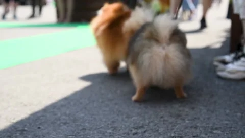 Portrait of a dog on a walk Видео 223688042