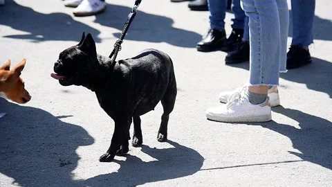 Portrait of a dog on a walk Stockbeeldmateriaal 223690706