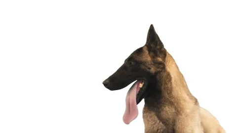 Portrait of a dog on a white background Stock Footage 95078111