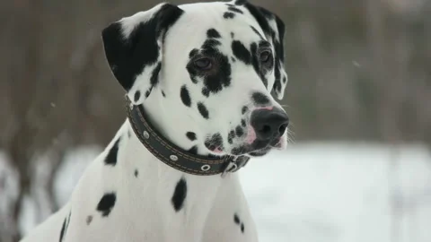 Portrait of a dog in winter Stock Footage 86153725