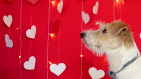Portrait of a dog's muzzle in profile with a bow tie around the neck Stock Footage 168109806