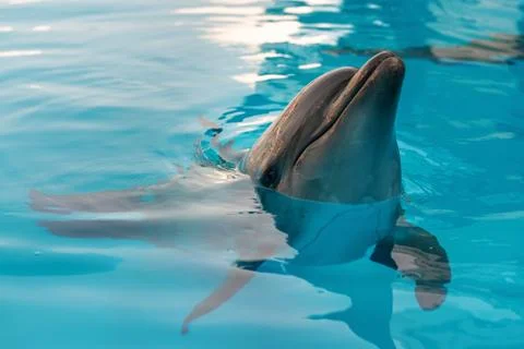 Portrait of a dolphin. Dolphin in the pool posing for a photographer Stock Photos