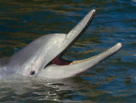Portrait of Dolphin Stock Photos