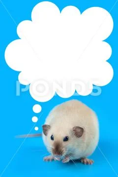 Portrait of a domestic rat on blue background Stock Photos