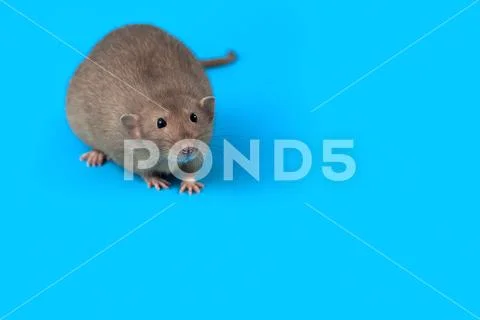 Portrait of a domestic rat on blue background Stock Photos
