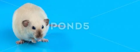 Portrait of a domestic rat on blue background Stock Photos