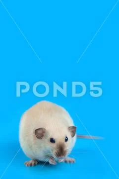 Portrait of a domestic rat on blue background Stock Photos