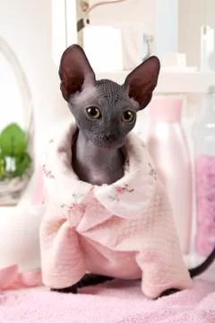 Portrait of Don Sphinx kitty dressed in pajamas Foto stock