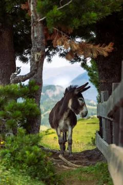 Portrait of donkey finding the shadow of a tree in the dolomites Stock Photos