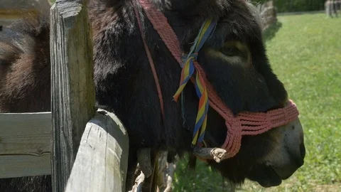 Portrait of a Donkey Stock Footage 75041703