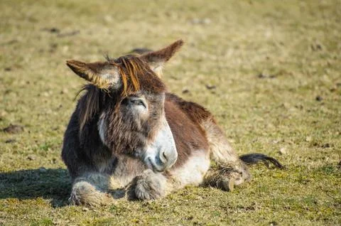 Portrait of a donkey Stock Photos