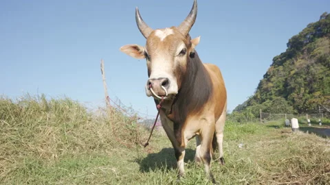 Portrait of doubted brown cow looking at camera Stock-Footage 145421833