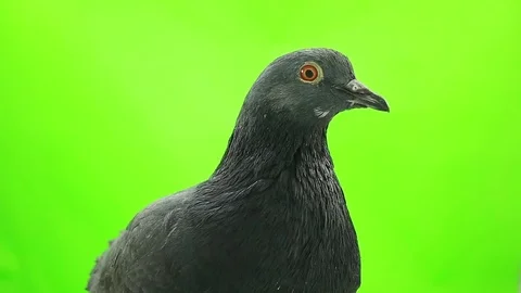 Portrait dove is isolated on the green screen Stock Footage 80253585