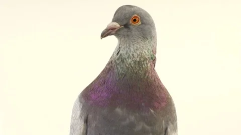 Portrait dove isolated on a white background, studio shot Stock Footage 80368797