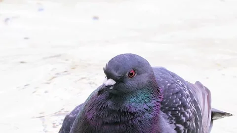 Portrait of a dove on a white background Stock Footage 294608366