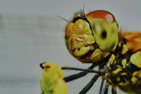 Portrait of a dragonfly Stock Photos