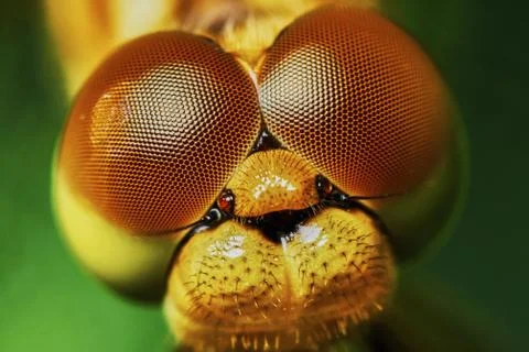 Portrait of a dragonfly Stock Photos